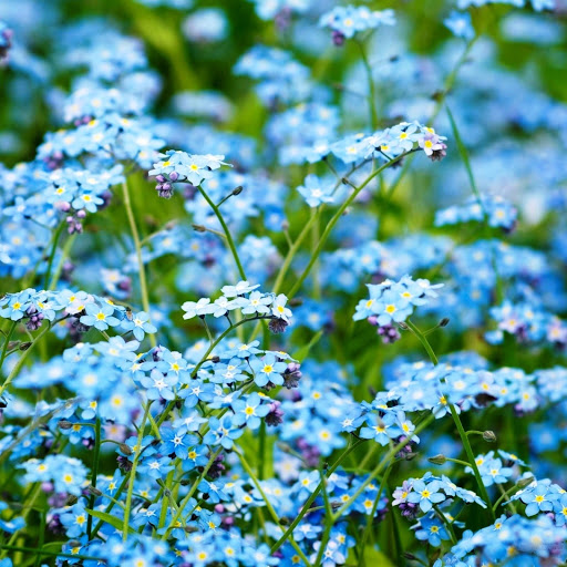 Hd-146262-ascw146262