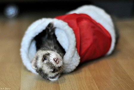 Christmas-Comes-to-Fife-Ferret-Rescue-l