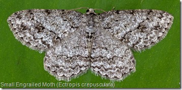 6597 Small Engrailed Moth (Ectropis crepuscularia) (3)