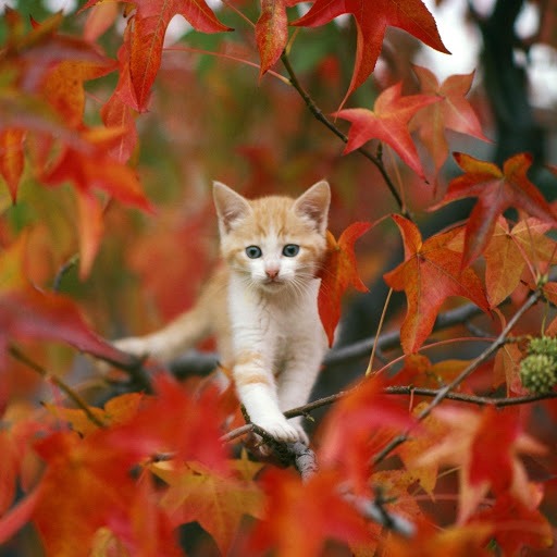 Hd-176071-ascw176071