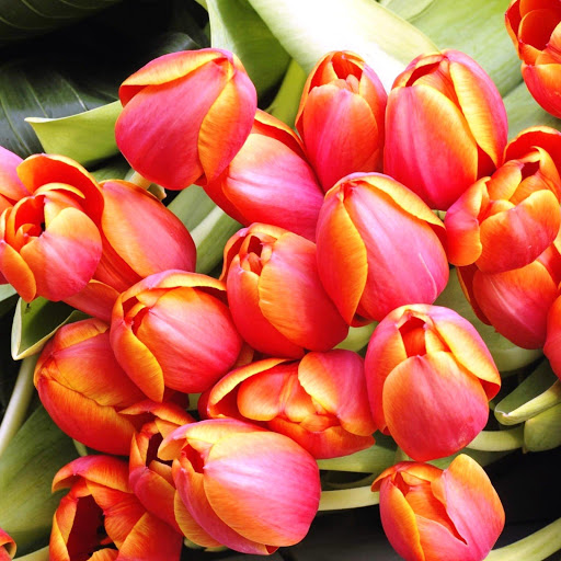 Hd-161731-ascw161731