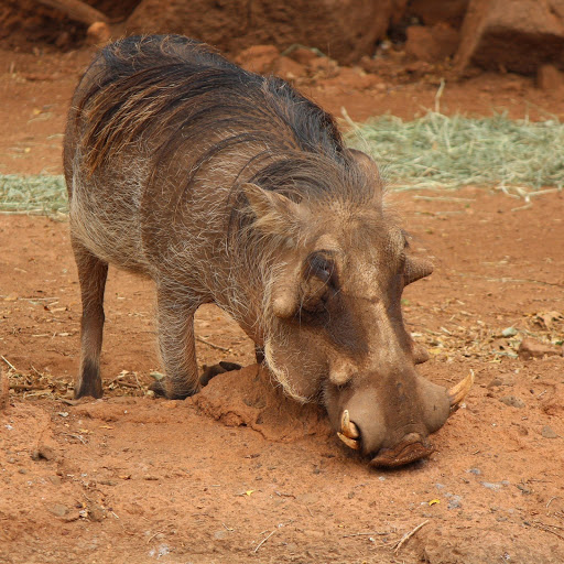 Hd-155845-ascw155845