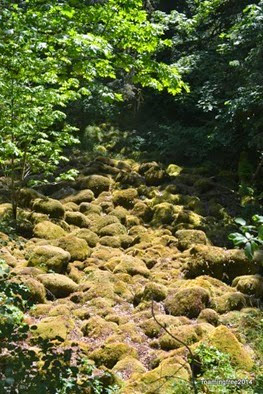 Moss-covered rocks