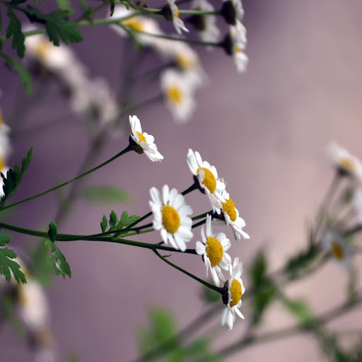 Hd-165344-ascw165344