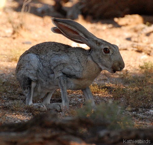 2. Antelope JR DSC_0190-kab