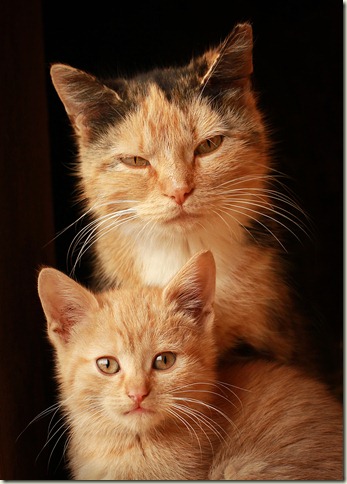 201268_Cat & Kitten_5x7 crop