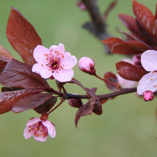 Hd-151583-ascw151583