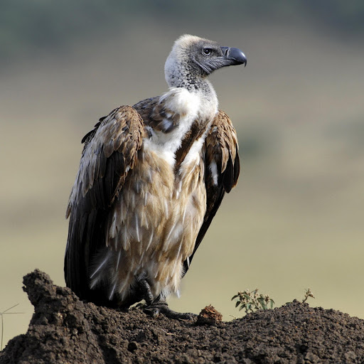 Hd-178924-ascw178924