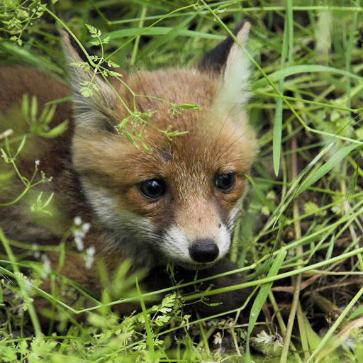 Hd-174230-ascw174230