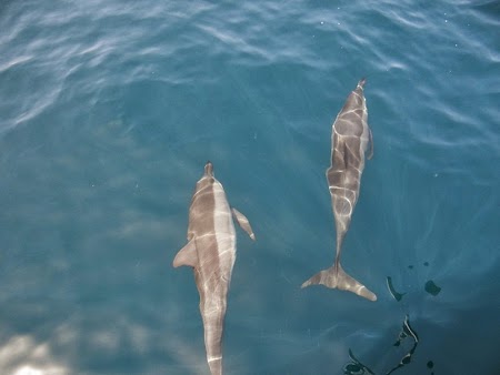 34. Delfini in mare langa vas.JPG