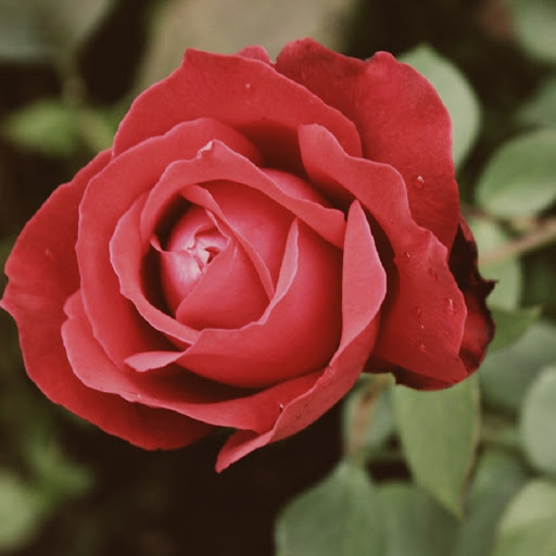 Hd-171383-ascw171383