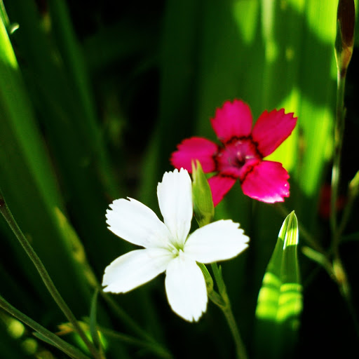 Hd-171832-ascw171832