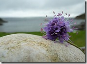 scabious and stone