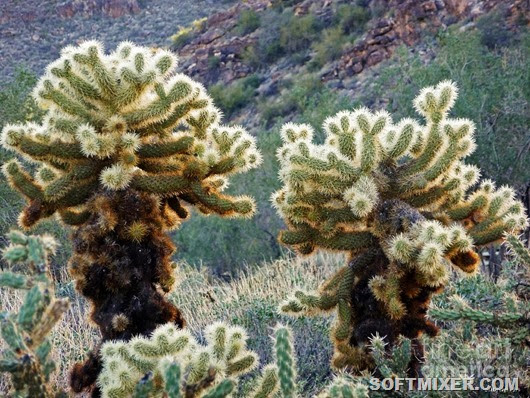 jumping-cholla-methune-hively
