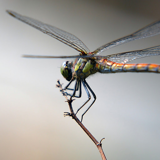 Hd-143958-ascw143958