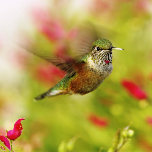 Hd-141711-ascw141711