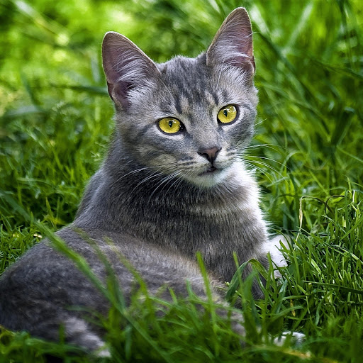 Hd-178510-ascw178510