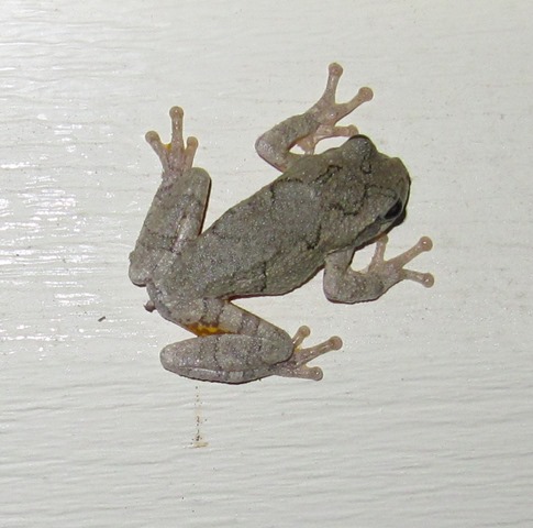 [Grey%2520Tree%2520Frog%2520005%255B3%255D.jpg]