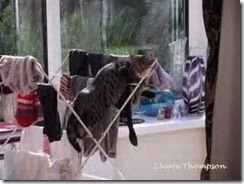 clothes horse cat