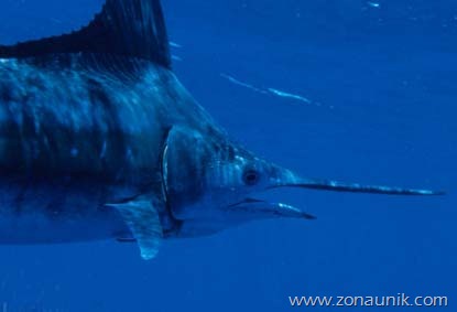 [Swordfish%255B3%255D.jpg]