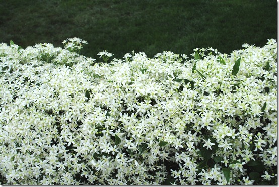 Clematis Arbor 2012