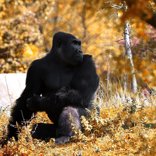 Hd-157164-ascw157164