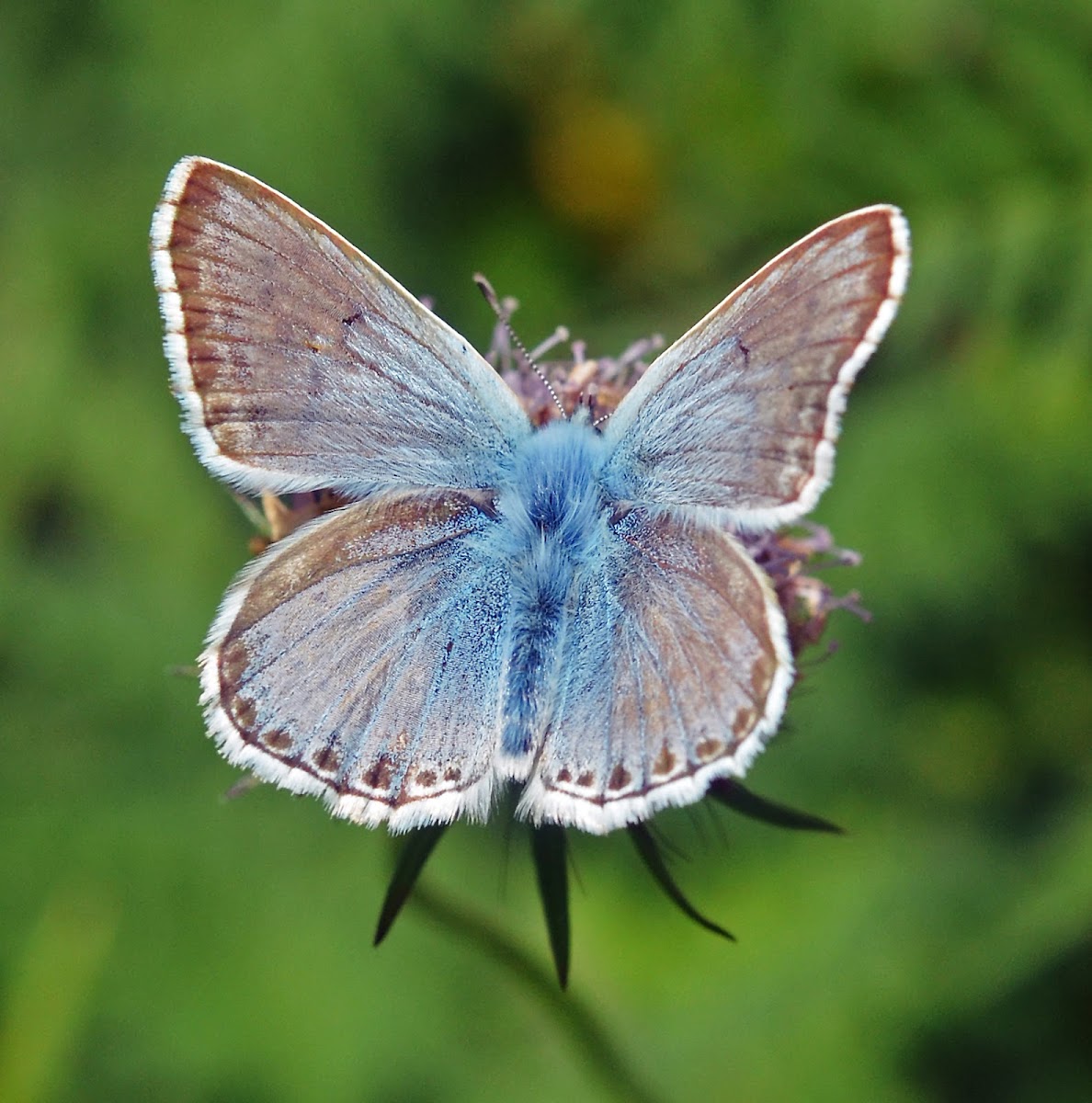 Chalkhill Blue - Argus bleu-nacré (male)
