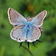 Chalkhill Blue - Argus bleu-nacré (male)