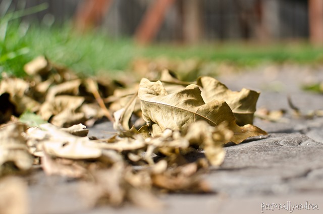 Fall leaves photography | personallyandrea.com