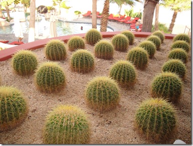 7.  Cactus Balls
