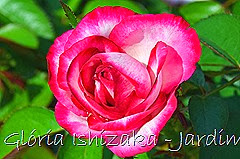 28   - Glória Ishizaka - Rosas do Jardim Botânico Nagai - Osaka