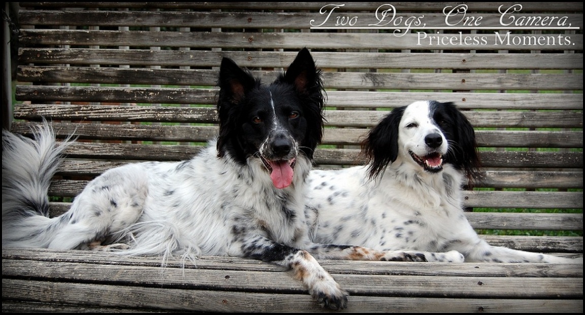 Two Dogs, One Camera, Priceless Moments