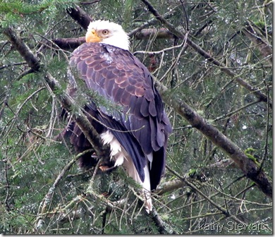 adult in a fir tree