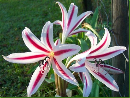 Cape Lily Stripped