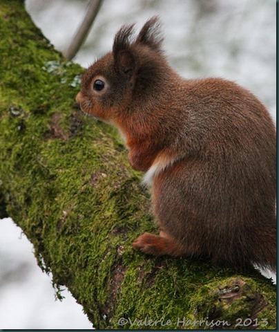 red-squirrel-8