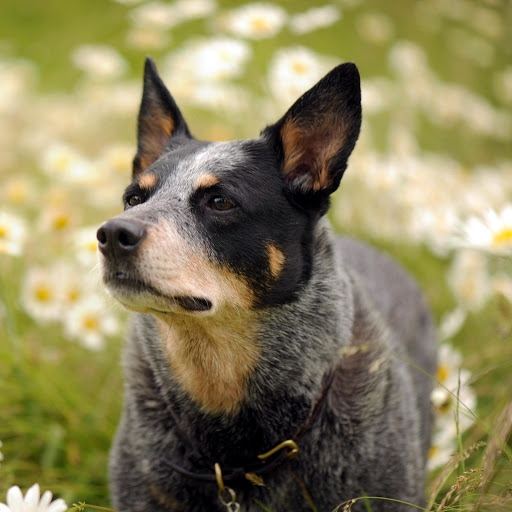 Hd-162441-ascw162441