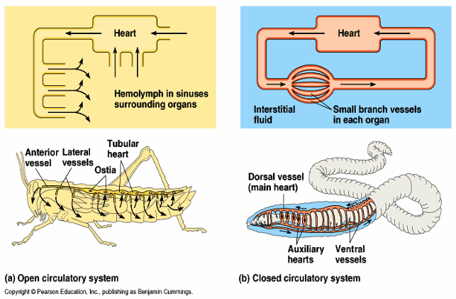 Open and Closed circulatory system