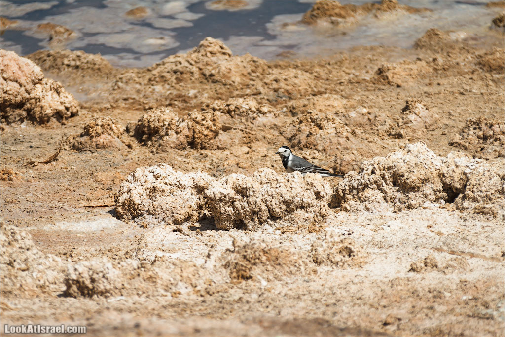 Озера с Фламинго | LookAtIsrael.com: Фото-блог о путешествиях по Израилю. Тель Авив, Иерусалим, Хайфа 