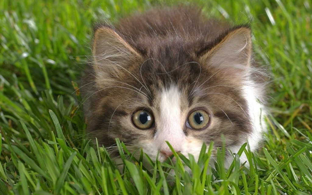 [Cute-Kitten-kittens-16096139-1280-800%255B2%255D.jpg]