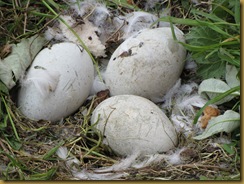 IMG_0768 swan eggs