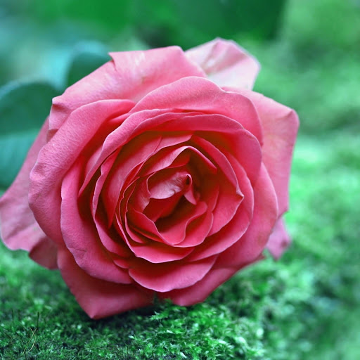 Hd-176810-ascw176810