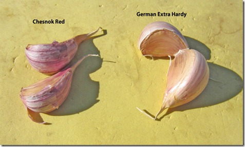 Examples of Chesnok Red and German Extra Hardy garlic cloves