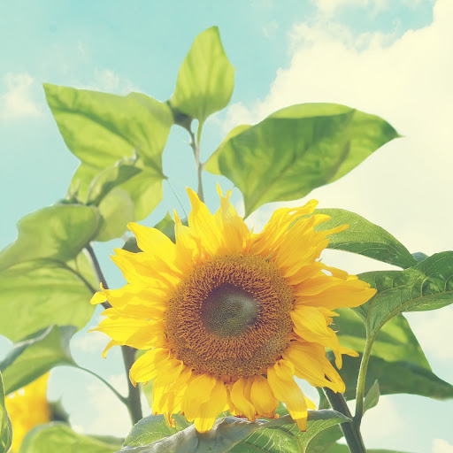 Hd-133155-ascw133155