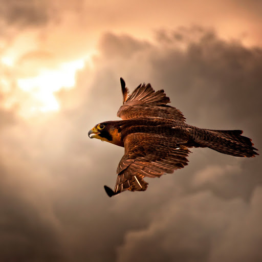 Hd-131340-ascw131340