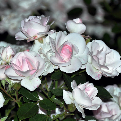 Hd-146309-ascw146309