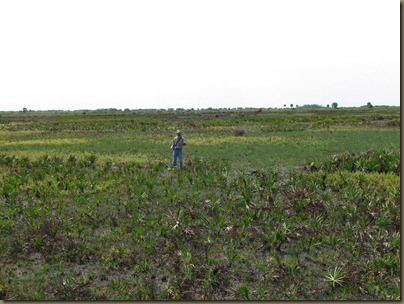 biologist showing the line between a wet and dry prairie..differenceof a few inches elevation