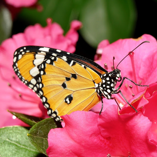 Hd-147397-ascw147397