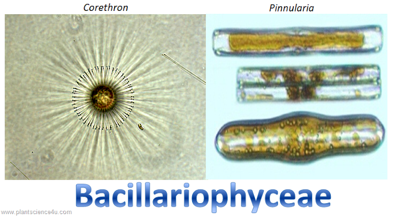Bacillariophyceae  (Diatoms)