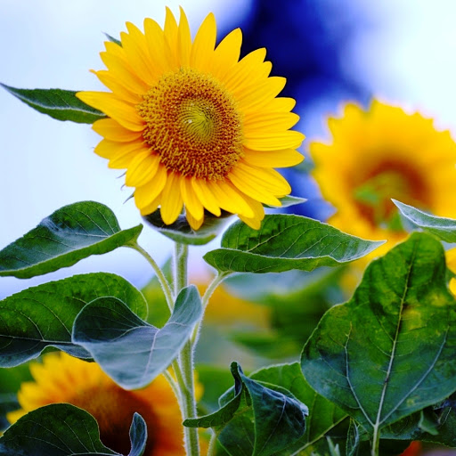 Hd-146091-ascw146091