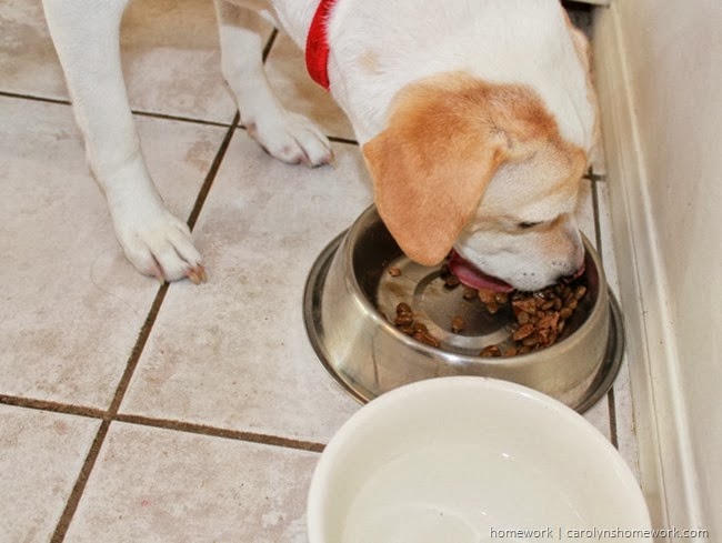 Feeding our faithful pets. ALPO dog food via homework | carolynshomework.com